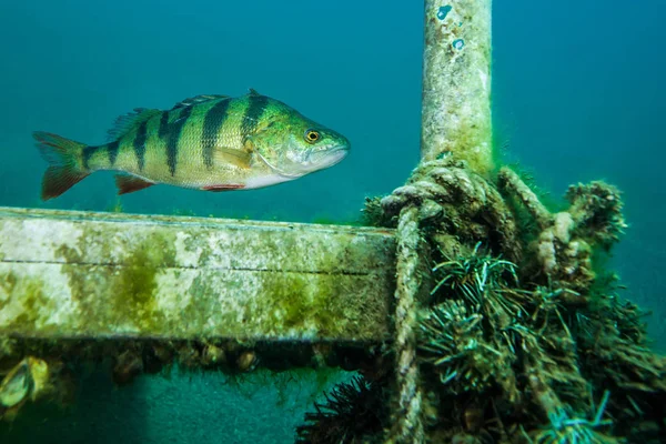 Abborre Gemensam Sötvattensfisk Tyskland — Stockfoto