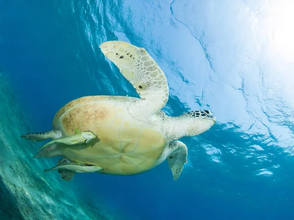 Tortue Marine Verte Dans Une Prairie Herbe Marine — Photo