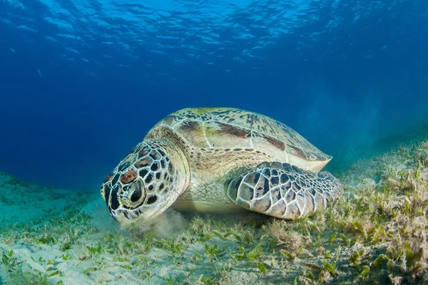 Zelená Mořská Želva Moři Trávy Louka — Stock fotografie