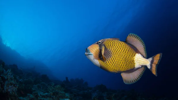 Titan Desencadena Peces Arrecife Coral — Foto de Stock