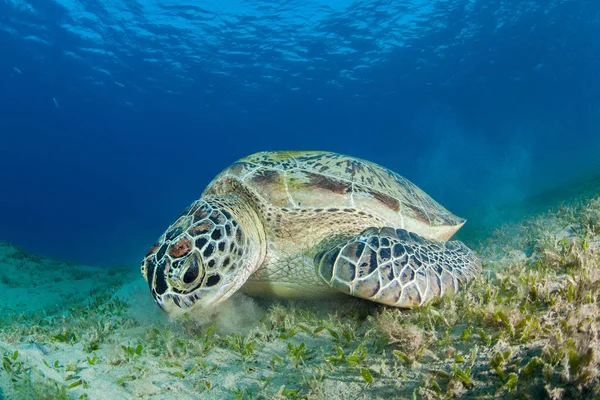 Tortue Marine Verte Dans Une Prairie Herbe Marine Photos De Stock Libres De Droits