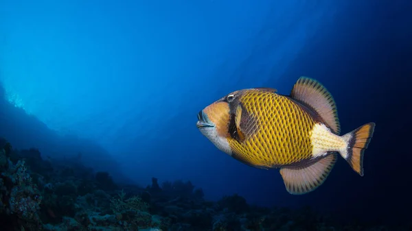 Titan Triggerfish Ett Korallrev Stockbild