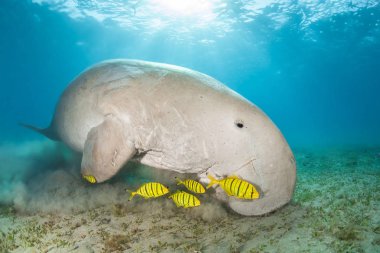 Sarı pilot balık tarafından çevrili dugong