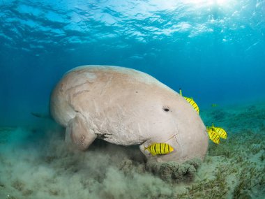Sarı pilot balık tarafından çevrili dugong