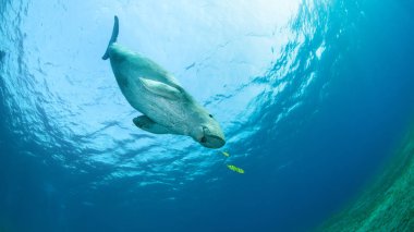 Sarı pilot balık tarafından çevrili dugong