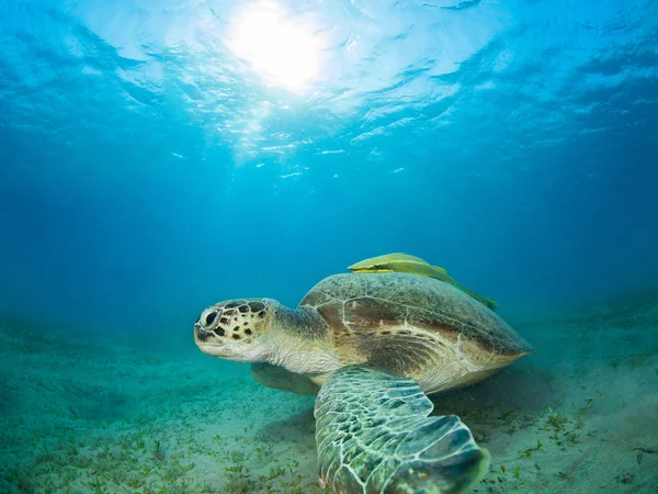 Tortue Marine Verte Dans Une Prairie Herbe Marine — Photo