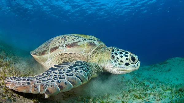 Tortue Marine Verte Dans Une Prairie Herbe Marine Photo De Stock