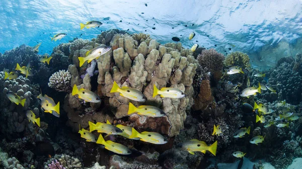 Banc Snappers Rayures Jaunes Dans Récif Corallien Coloré Photo De Stock