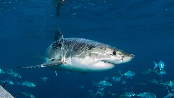 Buceo Jaula Con Gran Tiburón Blanco Australia Occidental —  Fotos de Stock