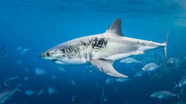 Buceo Jaula Con Gran Tiburón Blanco Australia Occidental —  Fotos de Stock