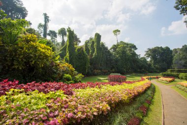 Kandy, Sri Lanka 'daki parkta bahar geldi.