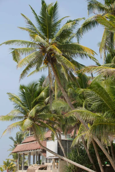 Palm Probeert Het Strand — Stockfoto