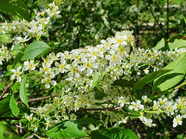 Blossoming Bird Cherry Tree — Stock Photo, Image
