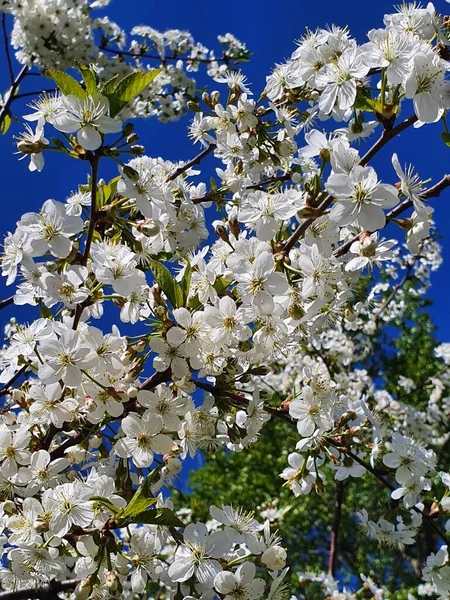 Flor Macieira Céu Azul — Fotografia de Stock