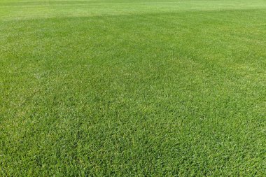 yeni futbol alanı, yeşil çim arka plan