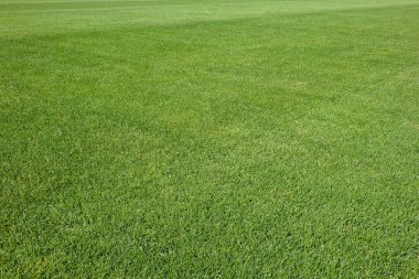 yeni futbol alanı, yeşil çim arka plan