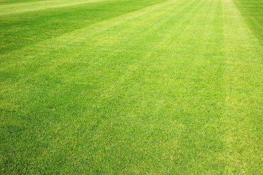 Yeni Stadyumu futbol sahası