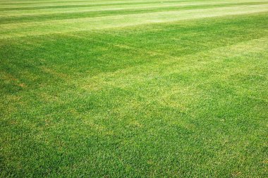 Güneşli bir günde yeni spor çim