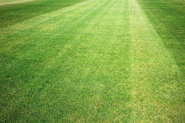 Nuevo Césped Deportivo Día Soleado — Foto de Stock