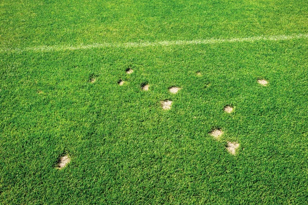 yeşil çim hasar tamiri