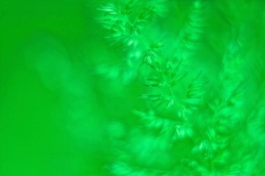  Yumuşak doğal arkaplan