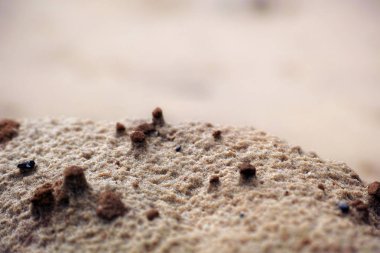 Yüksek gelgit ve yağmurdan sonra kumlu küçük kumullar