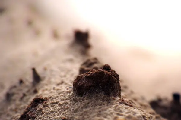 Piccole Dune Sabbiose Dopo Alta Marea Pioggia — Foto Stock