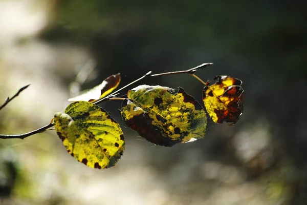 Jesienne liście. — Zdjęcie stockowe