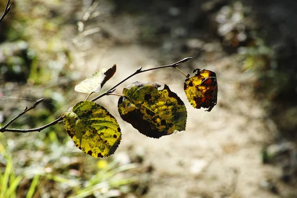 Autumn leaves. — Stock Photo, Image