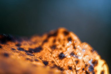 Sonbahar yapraklarından doğanın soyut güzelliği. 