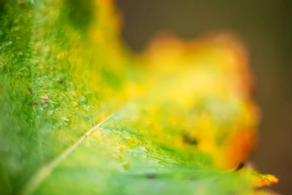 Abstracte schoonheid van de natuur uit herfstbladeren. — Stockfoto