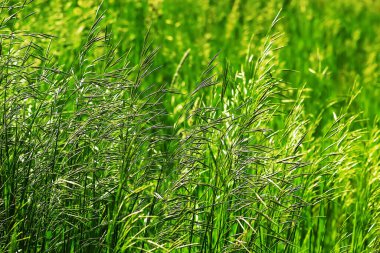     Açık güneşli havada uzun yeşil çimenler.                           