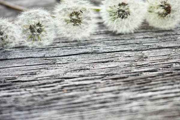 Flauschiger Löwenzahn Und Vintage Holz Strukturierten Hintergrund Mit Freiem Raum — Stockfoto