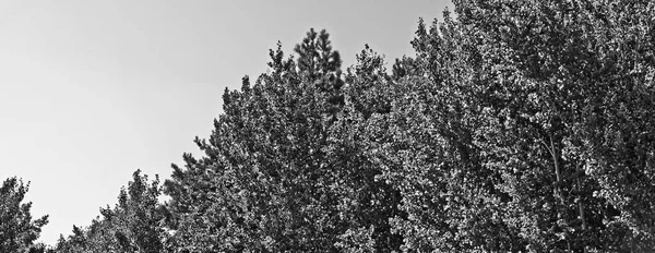 Panoramautsikt Över Den Övre Nivån Lövträd — Stockfoto