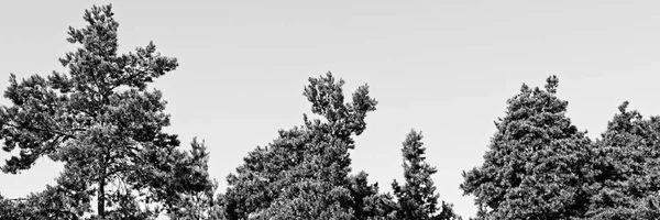 Panoramautsikt Över Den Övre Nivån Lövträd — Stockfoto