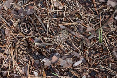 Kuru sonbahar ormanlarının kalıntıları. Zemin katta. Sonbahar ormanında kuru ağaçlar.