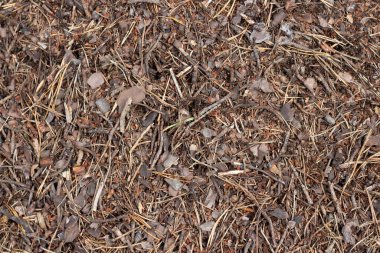 Kuru sonbahar ormanlarının kalıntıları. Zemin katta. Sonbahar ormanında kuru ağaçlar.