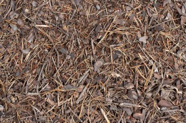 Kuru sonbahar ormanlarının kalıntıları. Zemin katta. Sonbahar ormanında kuru ağaçlar.