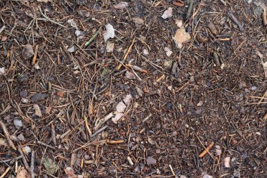 Kuru sonbahar ormanlarının kalıntıları. Zemin katta. Sonbahar ormanında kuru ağaçlar.