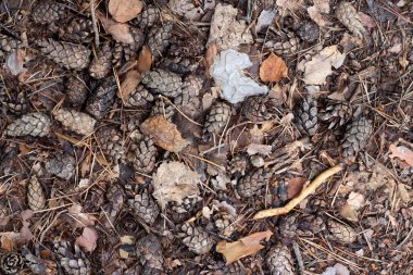 Kuru sonbahar ormanlarının kalıntıları. Zemin katta. Sonbahar ormanında kuru ağaçlar.