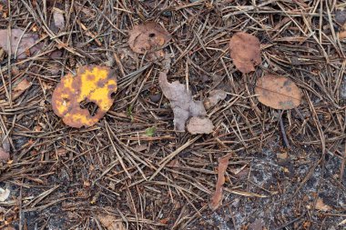 Kuru sonbahar ormanlarının kalıntıları. Zemin katta. Sonbahar ormanında kuru ağaçlar.