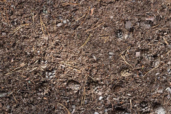 Resten Van Droge Bomen Van Herfst Bos Onder Voet Begane — Stockfoto