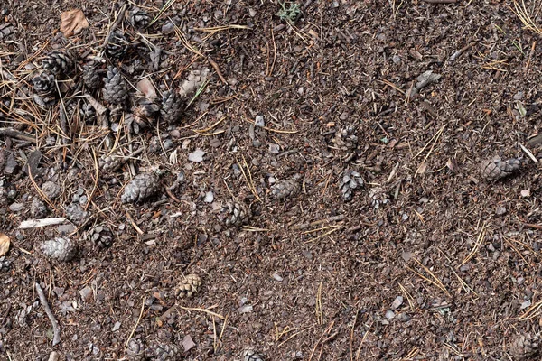 Resten Van Droge Bomen Van Herfst Bos Onder Voet Begane — Stockfoto