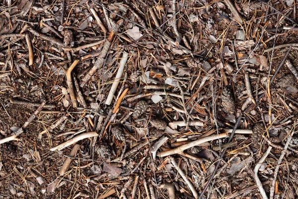 Restos Árboles Secos Del Bosque Otoñal Bajo Los Pies Planta —  Fotos de Stock