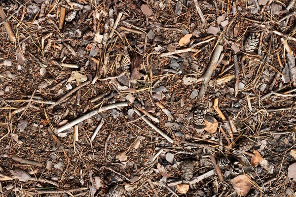 Resten Van Droge Bomen Van Herfst Bos Onder Voet Begane — Stockfoto