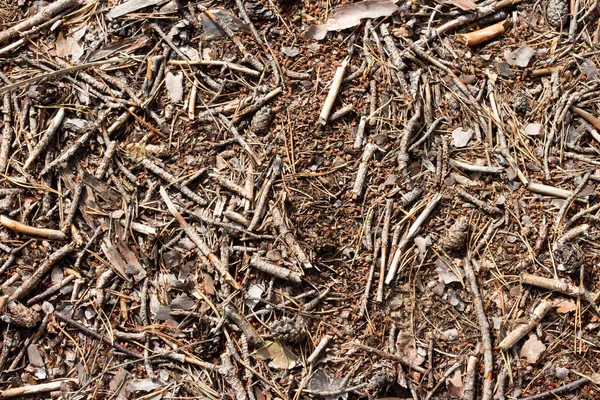 Remains Dry Trees Autumn Forest Underfoot Ground Level Dry Trees — Stock Photo, Image