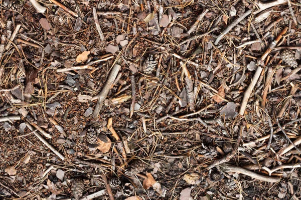 秋天森林的枯树残存在脚下 秋林干枯的树木 — 图库照片