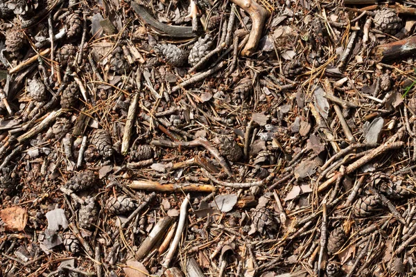 Resten Van Droge Bomen Van Herfst Bos Onder Voet Begane — Stockfoto