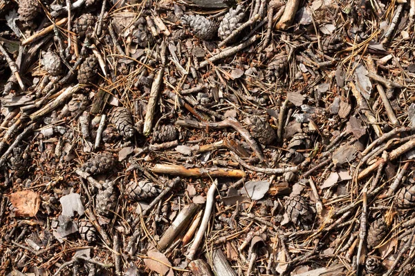 Remains Dry Trees Autumn Forest Underfoot Ground Level Dry Trees — Stock Photo, Image