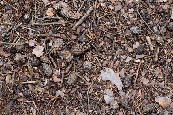 Restos Árvores Secas Floresta Outono Sob Pés Nível Solo Árvores — Fotografia de Stock